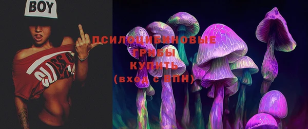 прущие грибы Бородино